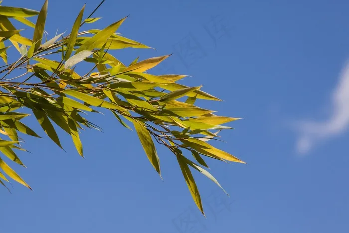 竹，草，竹植物，Grasartig，通风，娇小