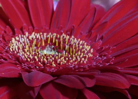 雏菊,花,自然,春天,花的,花园,植物群 雏菊,花,自然,春天,花的,花园,植物群