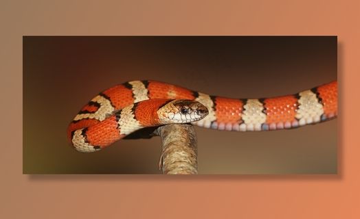 蛇王，蛇，带状，红色，黑色，多彩