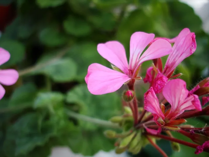 花，罗莎，绿色，自然