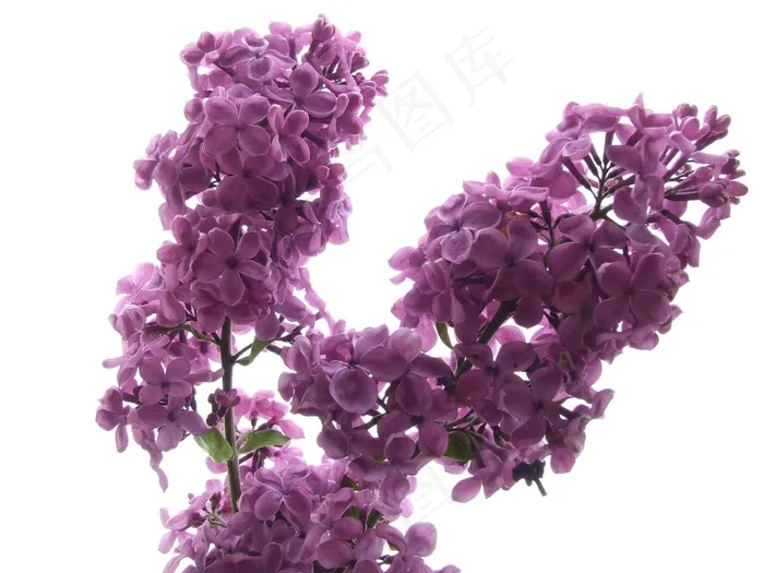 Fllieder，开花，盛开，香，丁香分支
