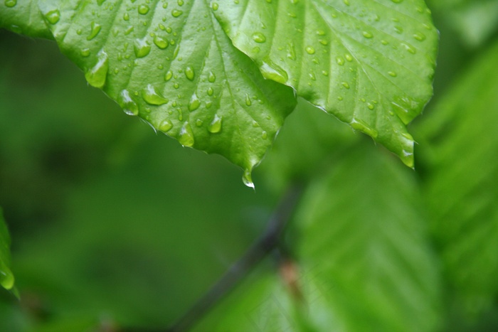 叶，下降，自然，希望，绿色，水，植物