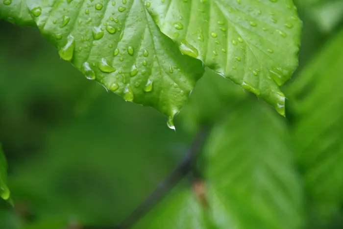 叶，下降，自然，希望，绿色，水，植物