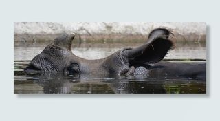 犀牛，动物，犀牛，哺乳动物，角，小食