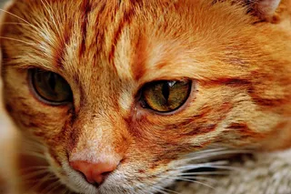 猫，宿醉，红色，可爱，鲭鱼，虎，甜