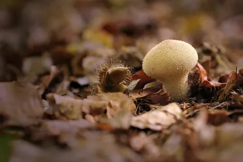 包头主义者，Umbrinum，蘑菇，蘑菇粉尘