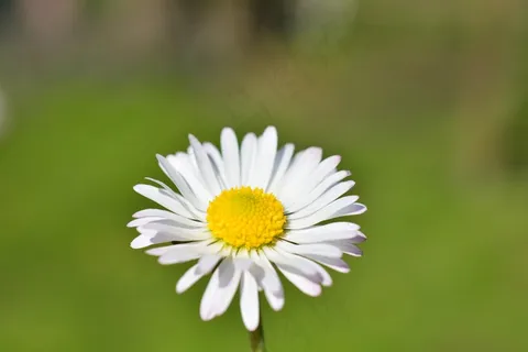 雏菊,花,白,颜色,美丽,开花,盛开 雏菊,花,白,颜色,美丽,开花,盛开