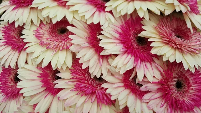 非洲菊，非洲菊，罗莎，花