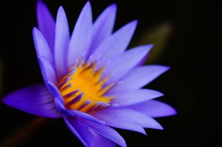 紫莲花,花卉,荷花,睡莲花,韭兰,蓝色的花头的近似