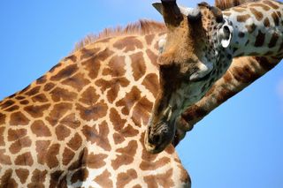 长颈鹿，野生动物园，非洲，内罗毕，国家公园，肯尼亚