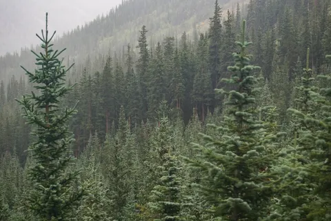 山,荒野,树木,自然,环境 山,荒野,树木,自然,环境