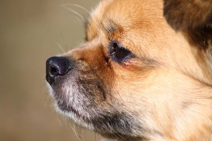 西藏猎犬，狗，狗脸，肖像，可爱，宠物
