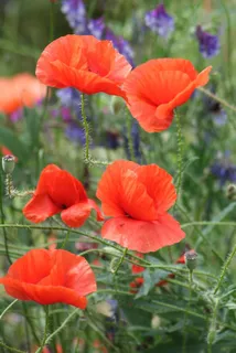 大自然，花，罂粟，夏季花卉，植物群
