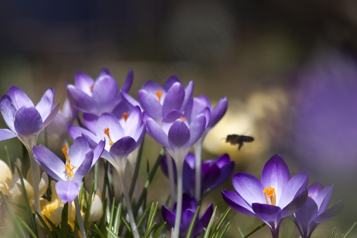 番红花，Schwertliliengewaechs，春天番红花，花