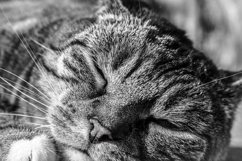 猫，灰色，满意，动物肖像，家猫