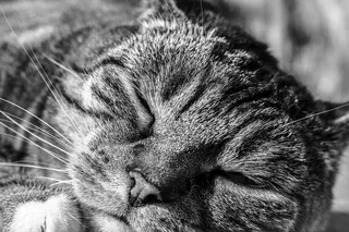 猫，灰色，满意，动物肖像，家猫