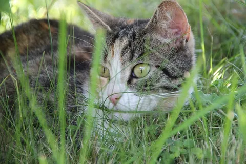 猫，动物，家猫，动物世界，阿迪达斯