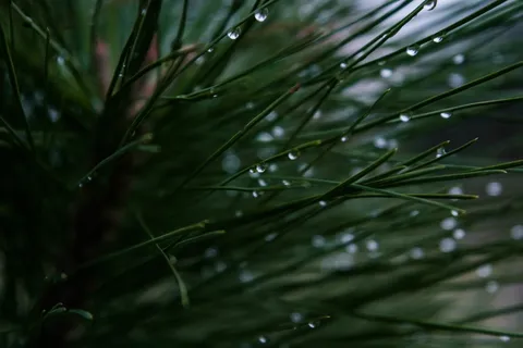 针,针叶树,宏,树,特写,绿色 针,针叶树,宏,树,特写,绿色