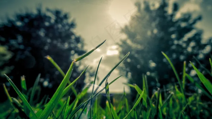 草，树木，性质，字段，夏天，浪漫，浪漫