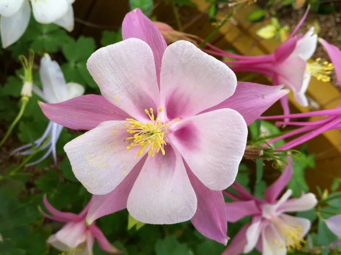 Maebaltop鲜花，鲜花，自然