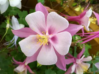 Maebaltop鲜花，鲜花，自然