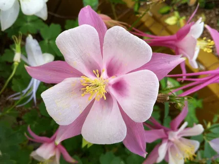 Maebaltop鲜花,鲜花,自然 Maebaltop鲜花,鲜花,自然