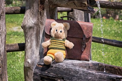 泰迪熊，泰迪熊，旧的，二手的，书包，皮套