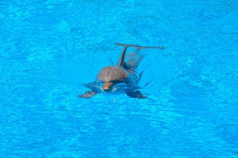 海豚，游泳，水，蓝色，跳跃，如何，海豚馆