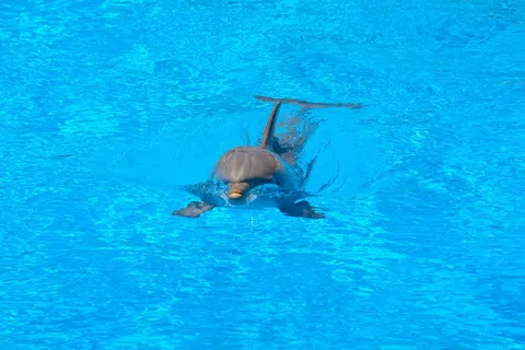 海豚，游泳，水，蓝色，跳跃，如何，海豚馆