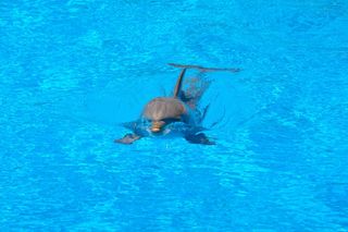 海豚，游泳，水，蓝色，跳跃，如何，海豚馆