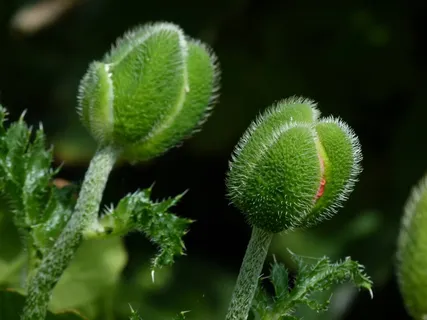 罂粟,豆荚,春天,罂粟,头,花,性质 罂粟,豆荚,春天,罂粟,头,花,性质