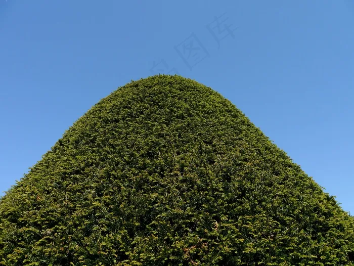 冷杉，绿色，天空，观赏植物，自然，针叶树