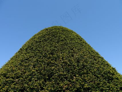 冷杉，绿色，天空，观赏植物，自然，针叶树