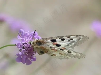 阿波罗,蝴蝶,Apollofalter,Parnassius阿波罗 阿波罗,蝴蝶,Apollofalter,Parnassius阿波罗