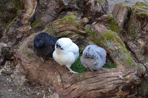 母鸡，啄，臀部