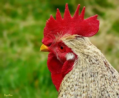 哈恩,鸡,鸟,动物,家禽,梳齿,农场 哈恩,鸡,鸟,动物,家禽,梳齿,农场