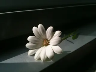 白色，花朵，春天