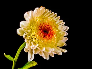 开花，花，花，白色黄色红色