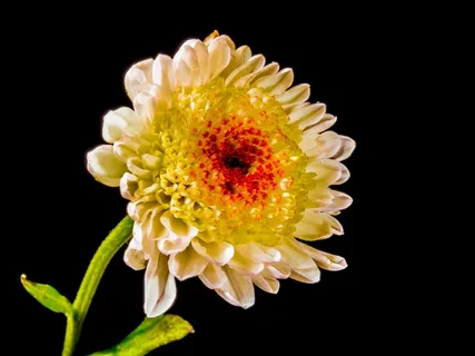 开花,花,花,白色黄色红色 开花,花,花,白色黄色红色