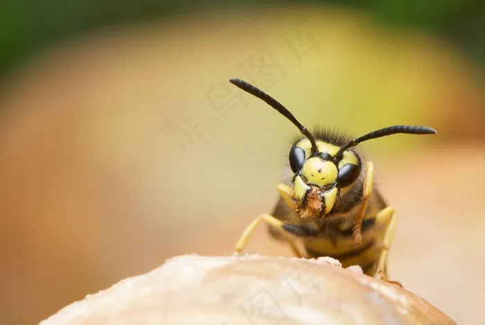 黄蜂，德国黄蜂，Vespula Germanica，女性，工人