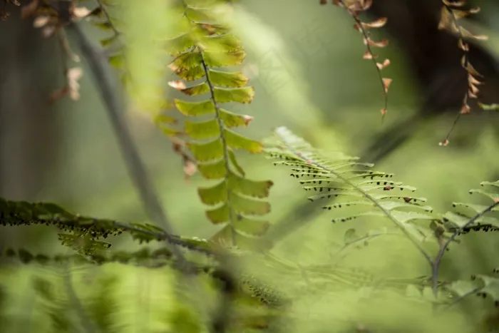 植物，摘要，模糊，模糊，绿色，背景，叶