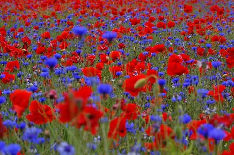 罂粟花田，矢车菊，夏天，鲜花，蓝色