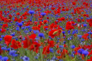 罂粟花田，矢车菊，夏天，鲜花，蓝色