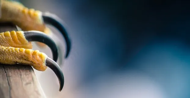 爪，鸟，猎鹰，自然，捕食者