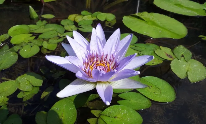 莲花，植物，材料，池塘，花