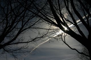 空气，太阳，云，自然，树，景观，天堂