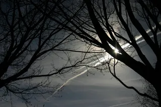 空气，太阳，云，自然，树，景观，天堂