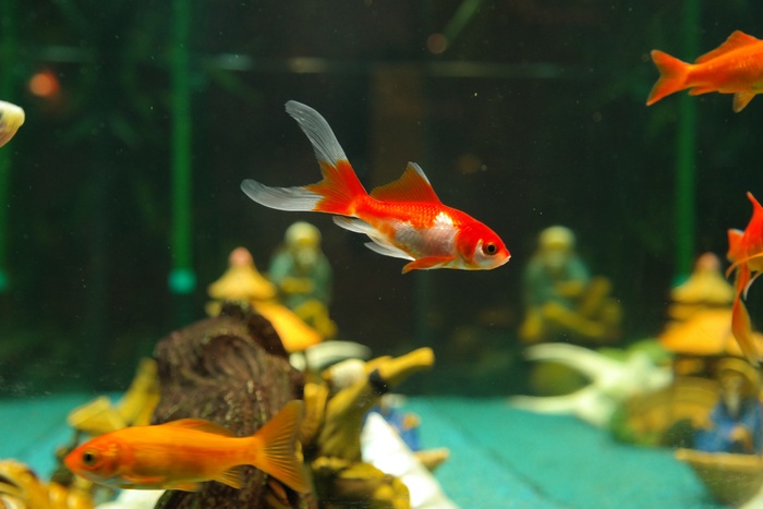 鱼，金鱼，淡水鱼，Karpfenfisch