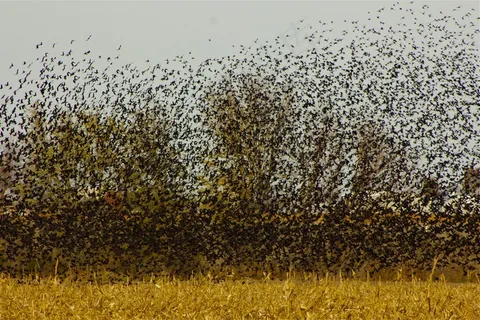 鸟，群，黑鸟，鸟飞，飞行，翼