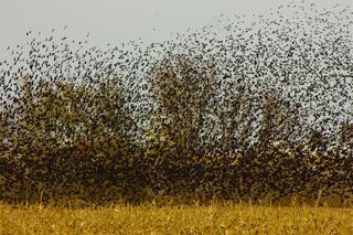 鸟，群，黑鸟，鸟飞，飞行，翼